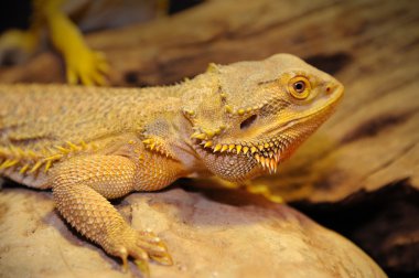 Bearded dragon on the wood. clipart