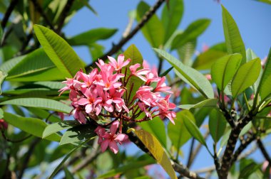 Tropikal çiçek dalları frangipani (plumeria)