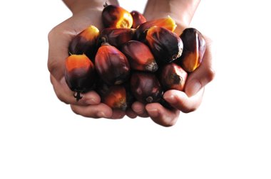 Palm Oil fruits clipart