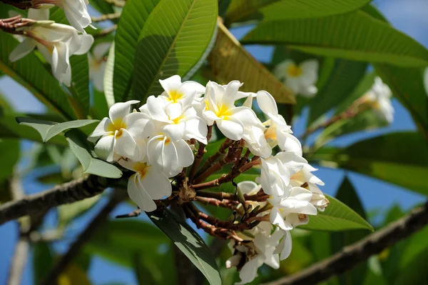 Tropikal çiçek dalları frangipani (plumeria) — Stok fotoğraf