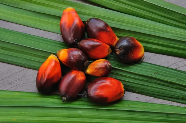 Palmolie vruchten op de palm boom blad achtergrond. — Stockfoto