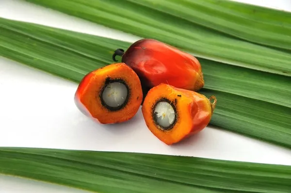 Frutos del aceite de palma en el fondo de la hoja de palmera . —  Fotos de Stock