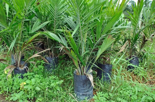 stock image Palm Oil Plant