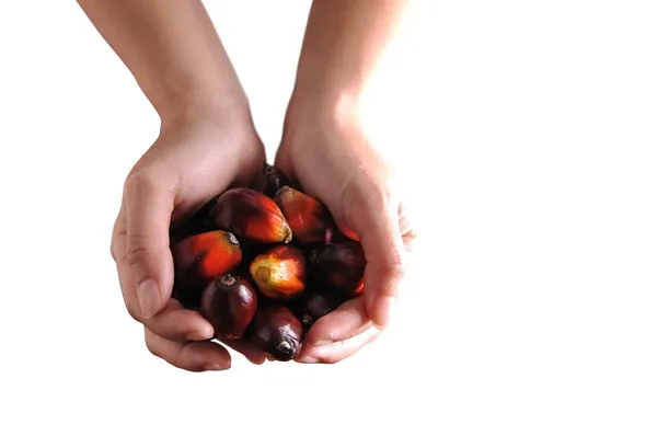 Stock image Palm Oil fruits