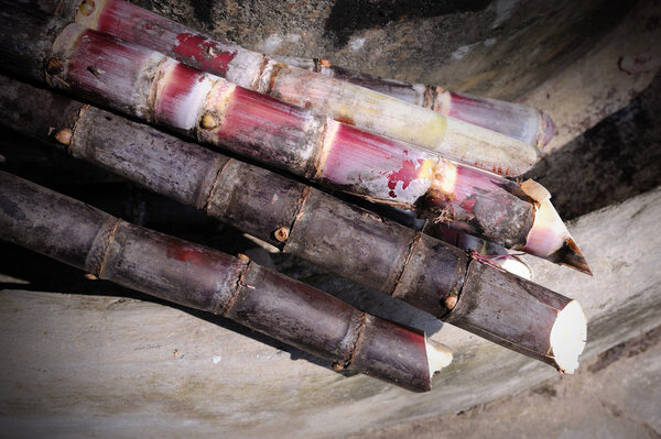 Пурпурный сахарный тростник
