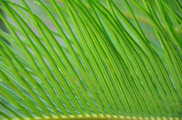 stock image Green leaf of palm tree