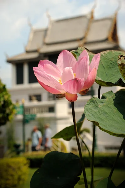 Piękny różowy kwiat lotosu — Zdjęcie stockowe