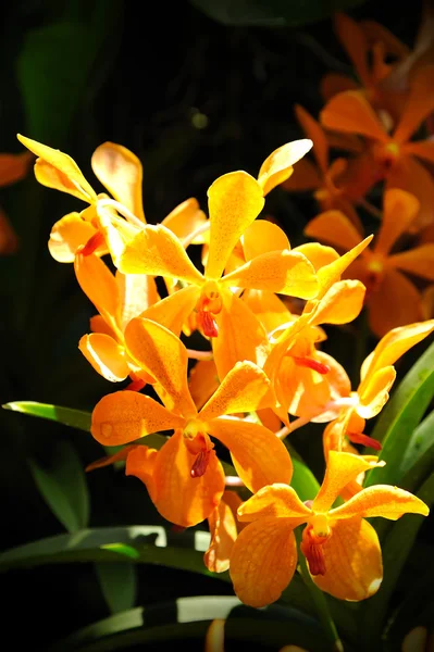 Kaunis orkidea — kuvapankkivalokuva
