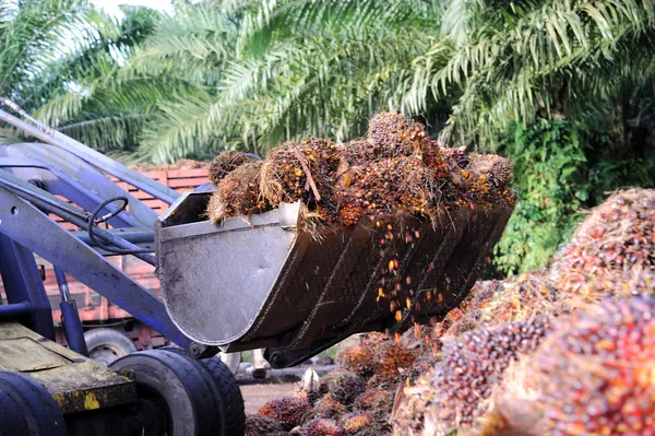 Hochladen von Palmölfrüchten — Stockfoto