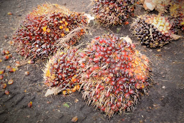 Huile de palme fruits — Photo