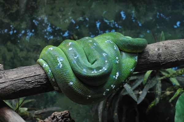 Serpente verde — Foto Stock