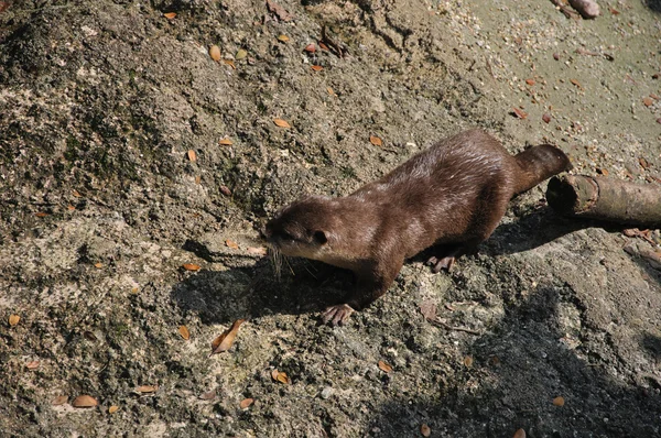 Aziatische kleine otter met klauwen — Stockfoto
