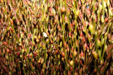 Erik çiçeği çiçek