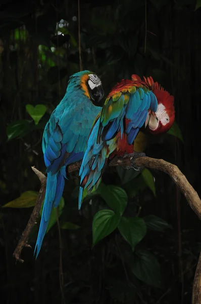 Красиві папуга — стокове фото