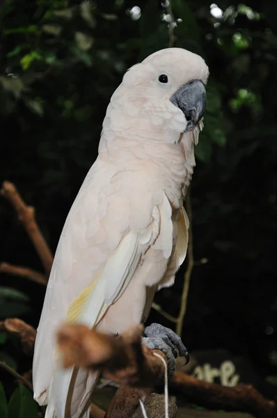 Красивый попугай — стоковое фото