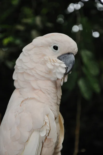 Mooie papegaai — Stockfoto