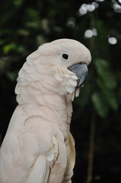 Hermoso loro — Foto de Stock