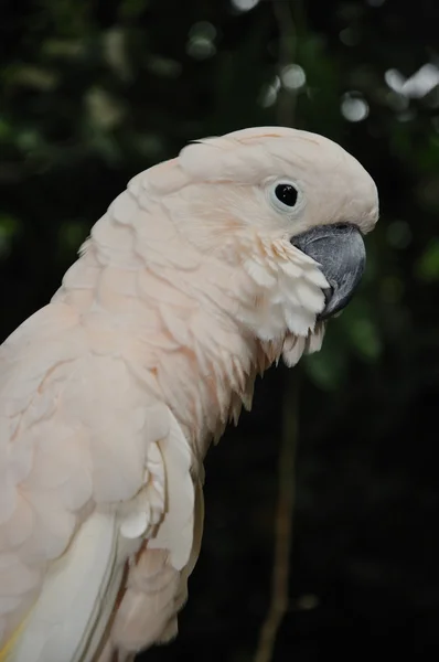 Schöner Papagei — Stockfoto