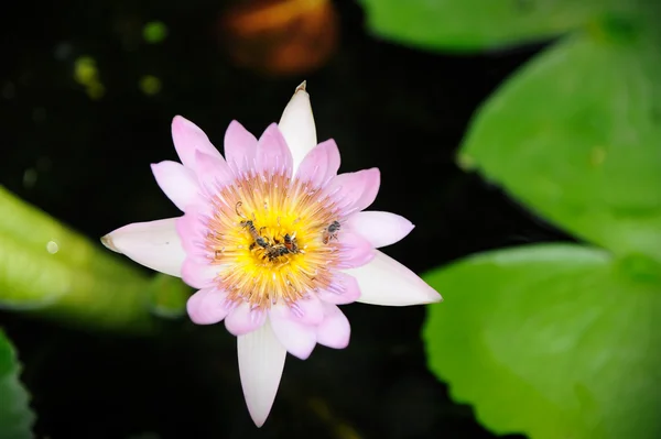 Water lily (Nymphaea alba) with bee in the pond — Stock Photo, Image