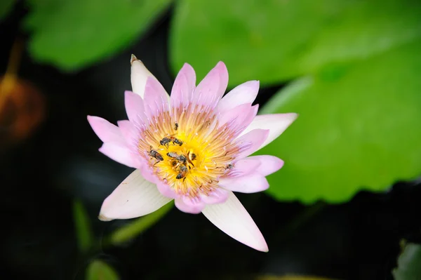 Water lily (Nymphaea alba) with bee in the pond — Stock Photo, Image