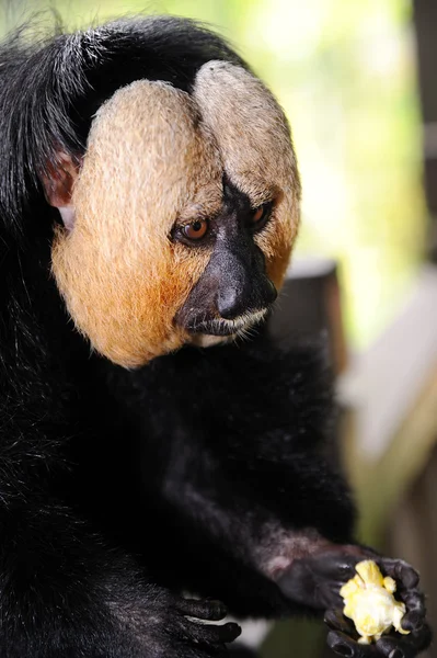 Scimmia Saki dalla faccia bianca (Pithecia pithecia ) — Foto Stock