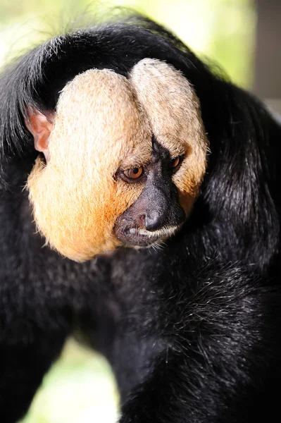 Saki-Affe mit weißem Gesicht (pithecia pithecia)) — Stockfoto