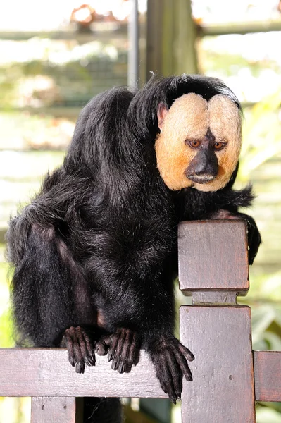 Blaarkoppen Saki aap (Pithecia pithecia) — Stockfoto