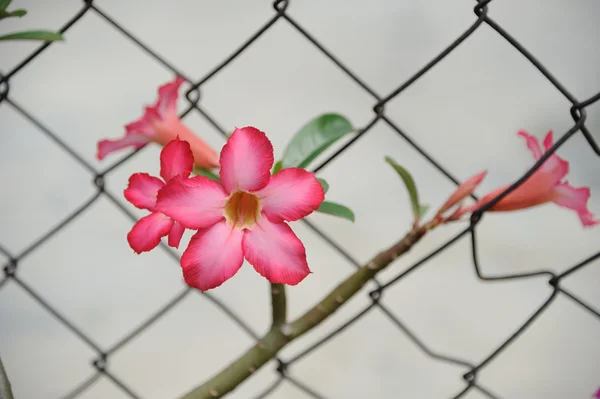 Pouštní růže květiny — Stock fotografie