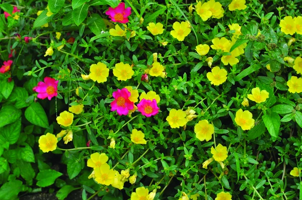 Bellissimi fiori selvatici — Foto Stock
