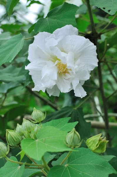 Fu Rong rose fleur — Photo
