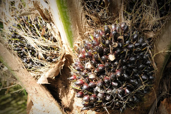 Frutos del aceite de palma — Foto de Stock