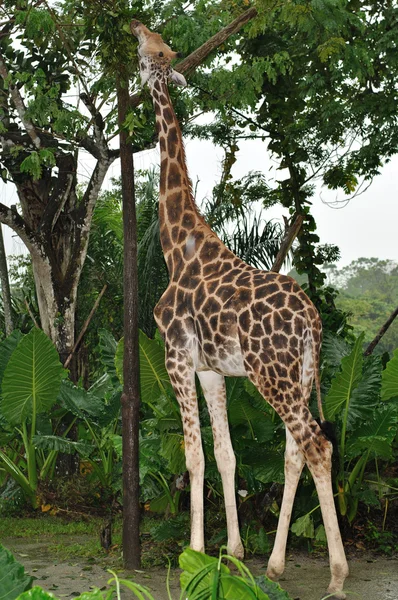 美丽的长颈鹿 — 图库照片