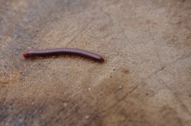 Top view of a millipede clipart