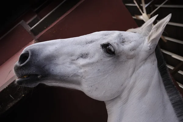 Belo cavalo branco — Fotografia de Stock