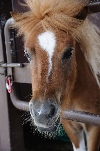 Hermoso caballo marrón — Foto de Stock