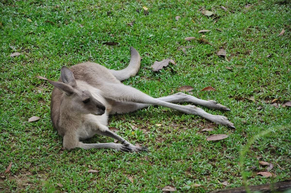 Καγκουρό στο ζωολογικό κήπο της Σιγκαπούρης — Φωτογραφία Αρχείου