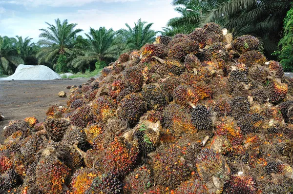 Плоды пальмового масла на фоне плантации пальм . — стоковое фото