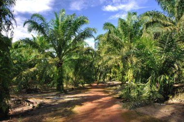 Palm Oil Plantation clipart