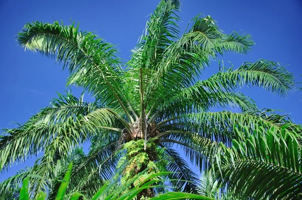 Huile de palme Plantation — Photo