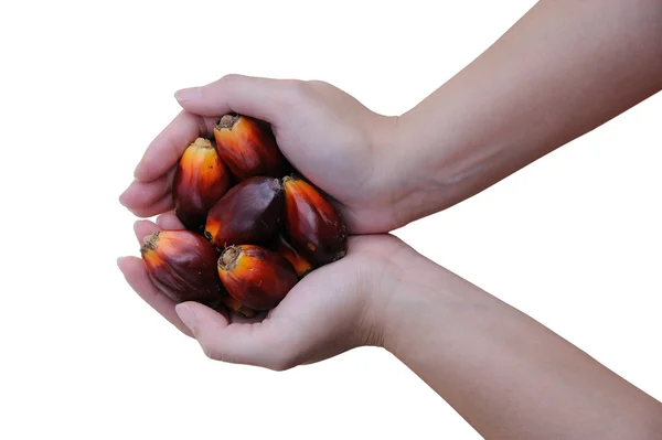 stock image Palm Oil fruits