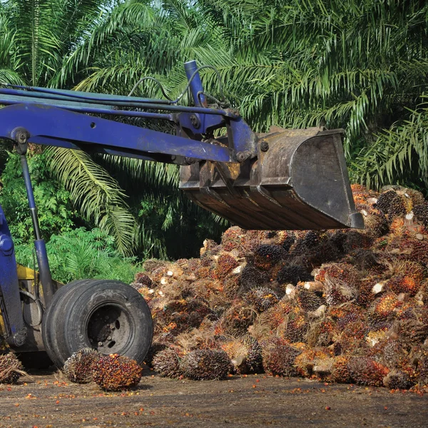Carregando frutos de óleo de palma — Fotografia de Stock