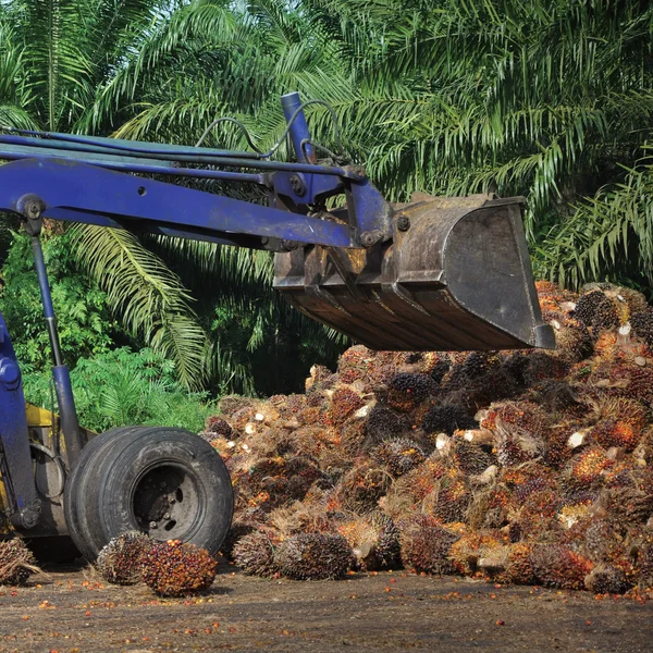 stock image Uploading Palm Oil fruits