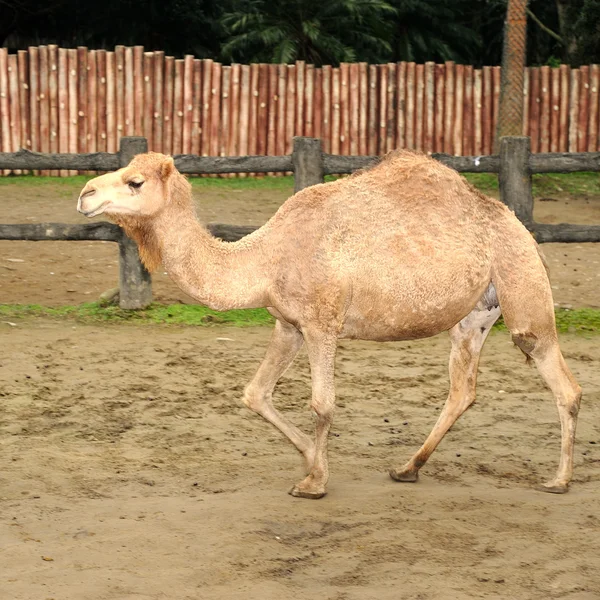 Vackra kameler — Stockfoto