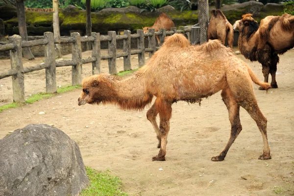 Hermosos camellos — Foto de Stock