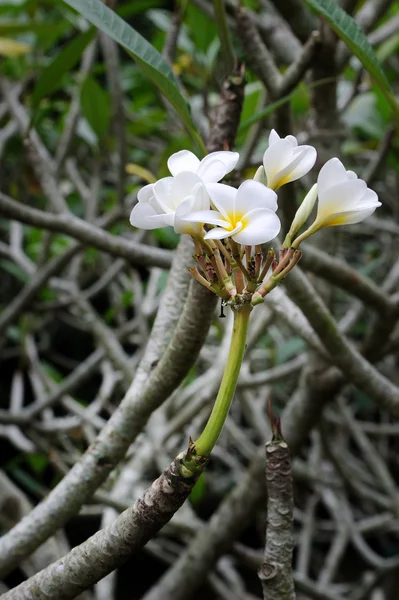 Frangipanis çiçek — Stok fotoğraf