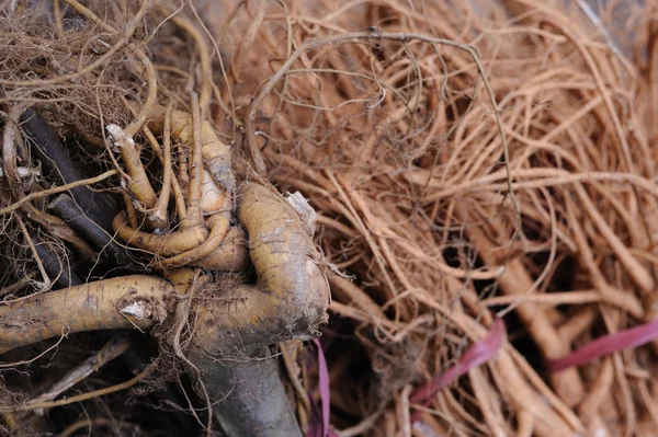 Divoký ginseng kořeny — Stock fotografie