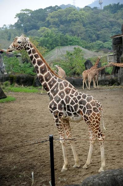 Jirafa en el Zoológico de Taipei — Foto de Stock