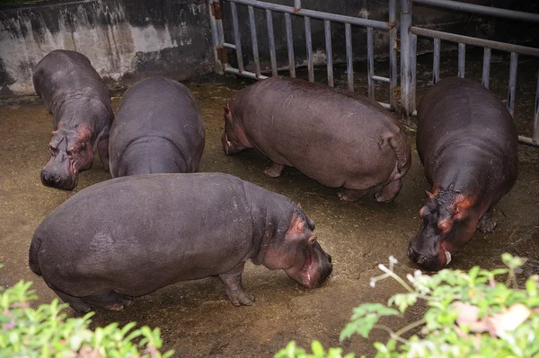 Hipopotam w taipei zoo — Zdjęcie stockowe