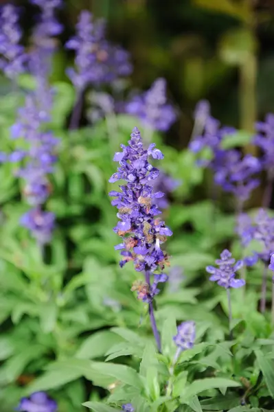 Hermosas flores de lavanda — Foto de Stock