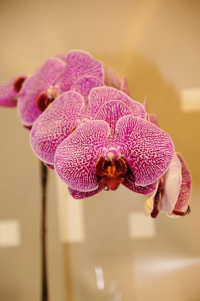 Güzel orkide — Stok fotoğraf